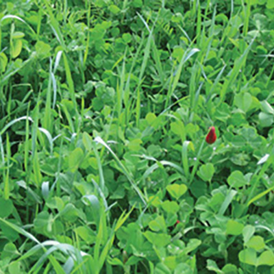 How to use clovers as cover crops